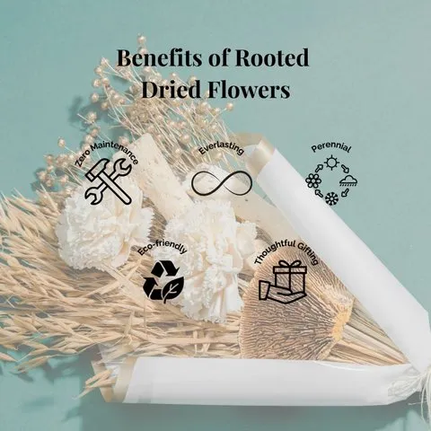 Rooted Pink Haze Dried Flowers Bouquet image 1